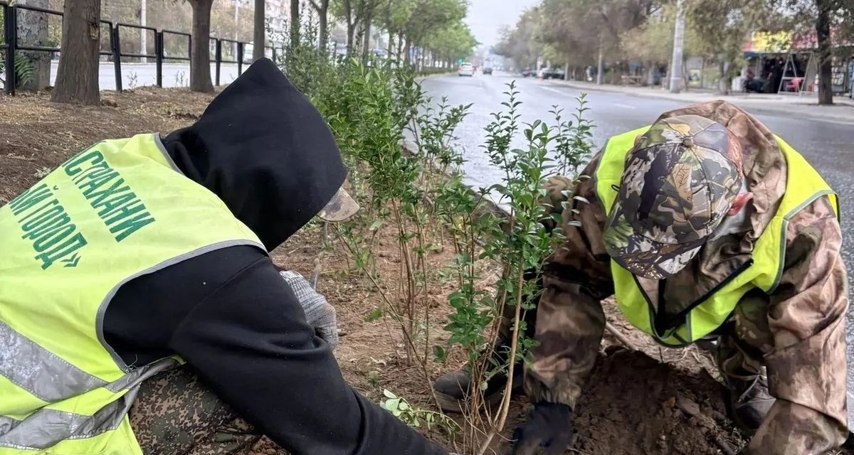 В Астрахани осенью высадят полторы тысячи кустарников