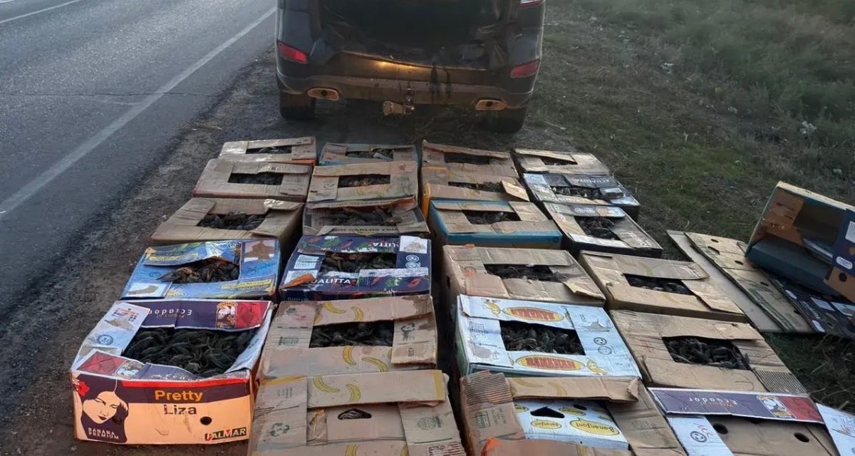 Водитель вёз в багажнике 23 коробки раков, которых «нашёл на берегу реки»